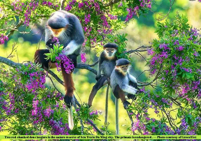 European Union funds biodiversity conservation project in Vietnam