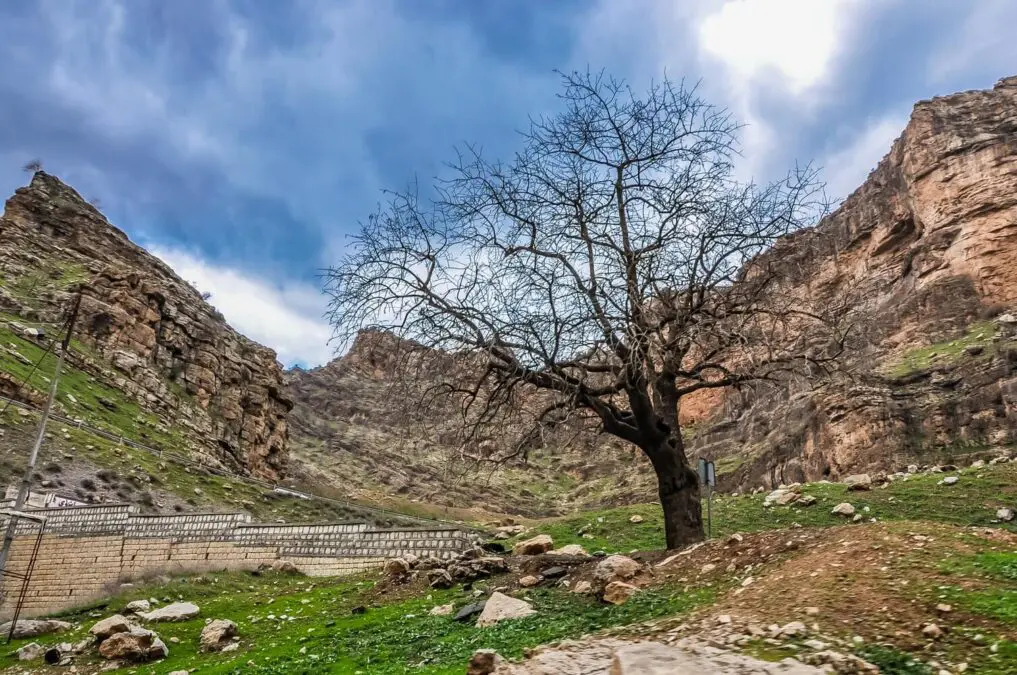 FAO and the European Union support the recovery of agricultural livelihoods in Northern Iraq [EN/AR]