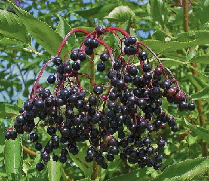 Benefits of elderberries make work worth it