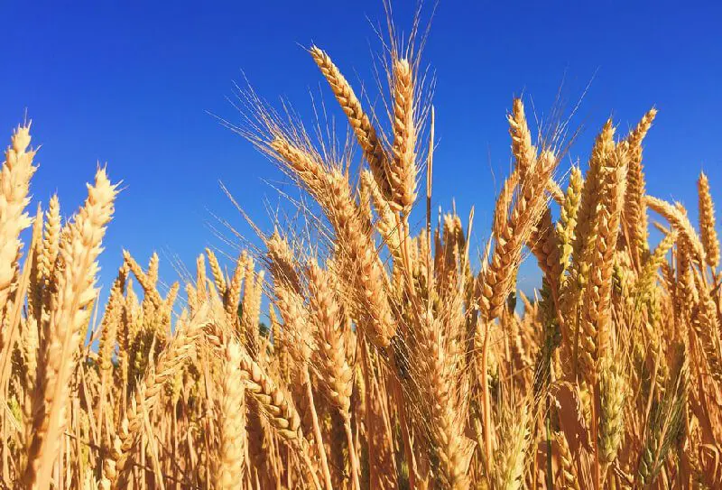 European Union, United Kingdom Combined Wheat Output Projected 8% Higher for 2021-22