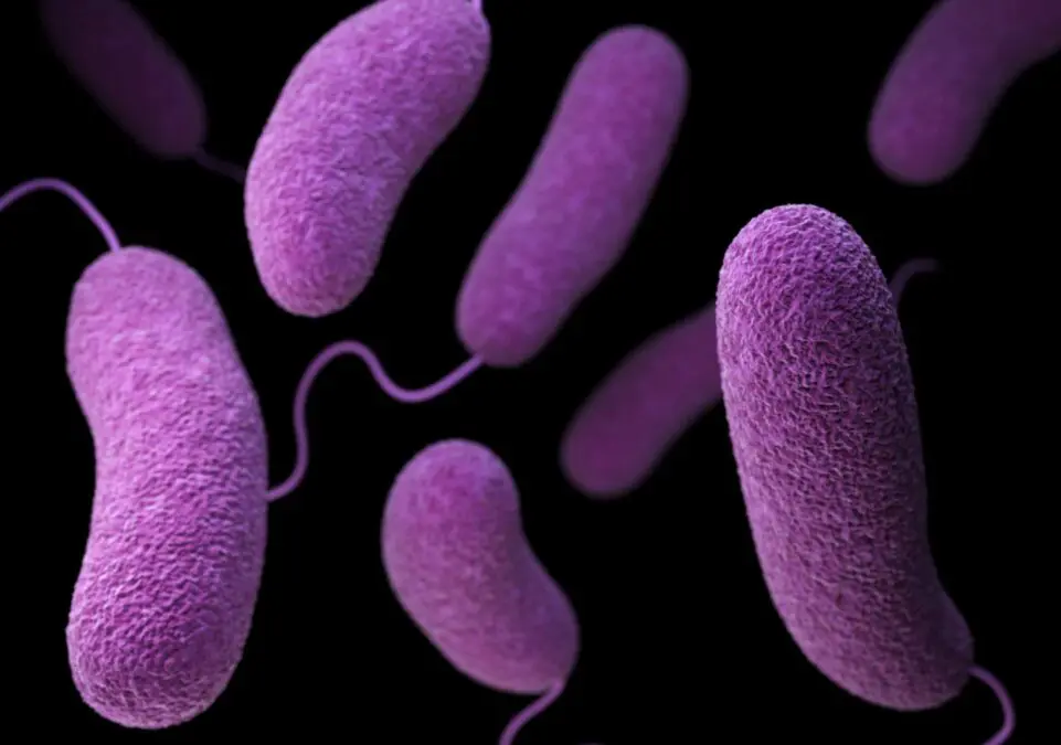 Getting resources to projects that matter –  almost US$ 3 million raise from the Global Fund. How WHO/Europe helped these countries