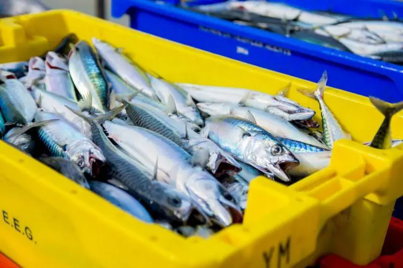 Fishing: European Union countries agree on temporary fishing quotas – the economy