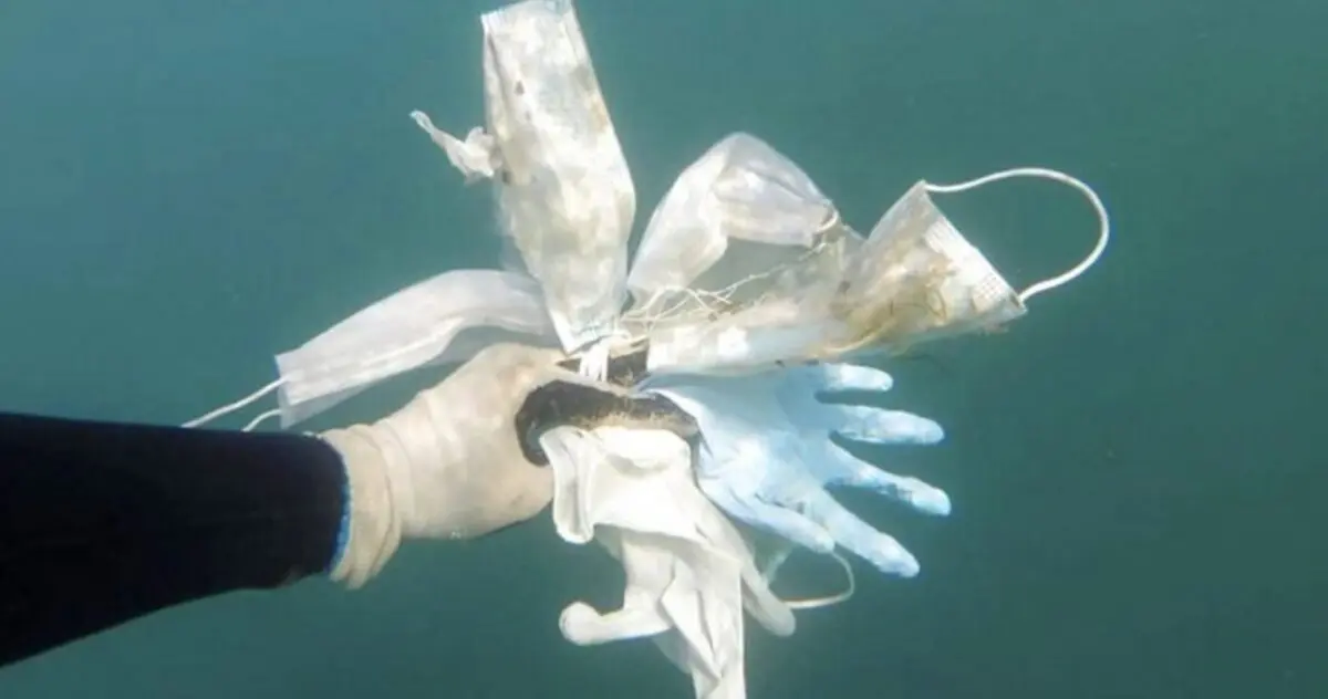 Masks in the sea became more than jellyfish