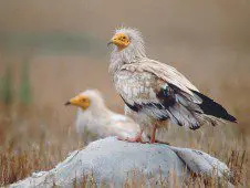 More than 50 billion birds fly around the world, most of them rare species