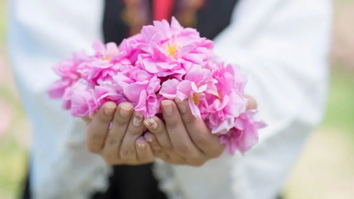 Scent of summer in the land of roses – Bulgaria