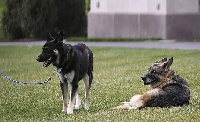 The Biden family announced sad news