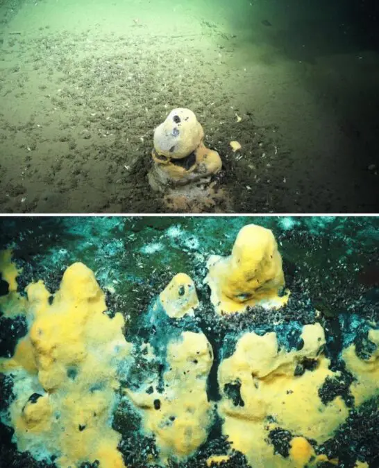 Carbonate Chimneys at Point Dume