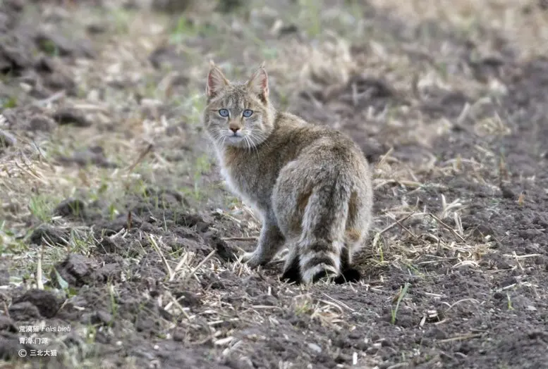 Chinese Mountain Cat
