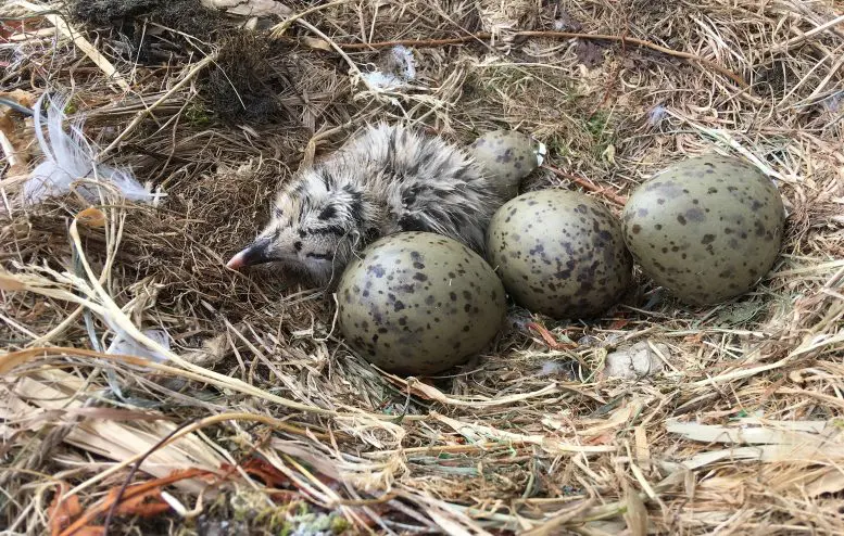 Herring Gull Chick and Eggs