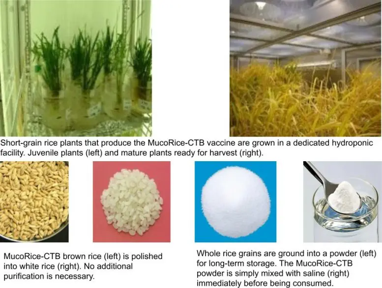 MucoRice Cholera Vaccine