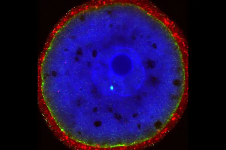 RAD51 Staining Embryo