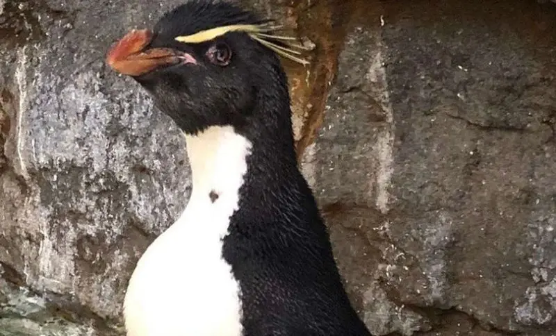 А 30-year-old penguin received special shoes and can now swim