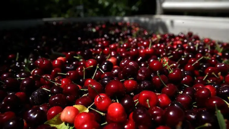 What happens if you eat cherries every day?