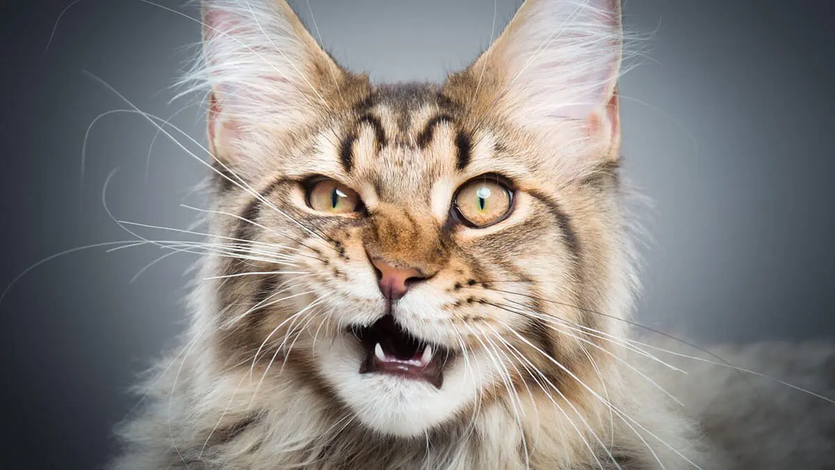 Four myths about cat whiskers named by experts