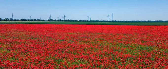 Beautiful poppy fields bloomed in the Odessa region
