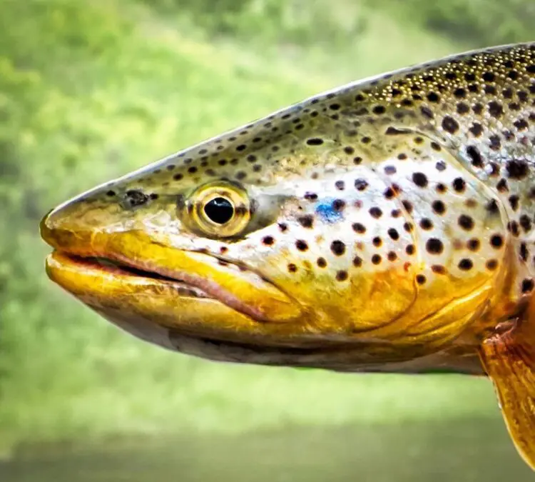 Brown Trout