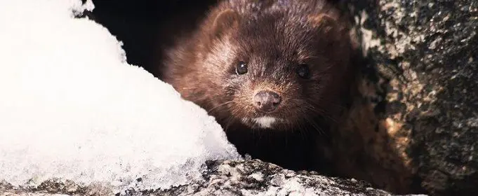 Estonia bans fur farms The law will come into force on January 1, 2026