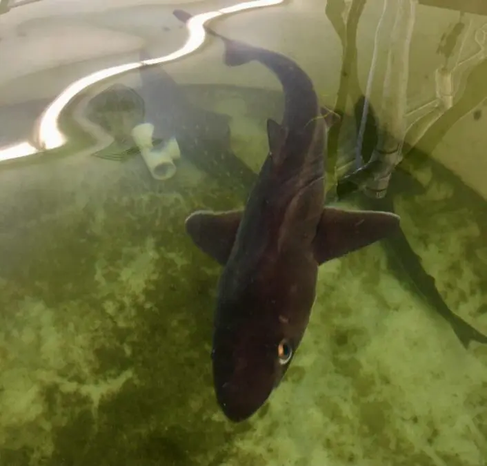Pacific Spiny Dogfish