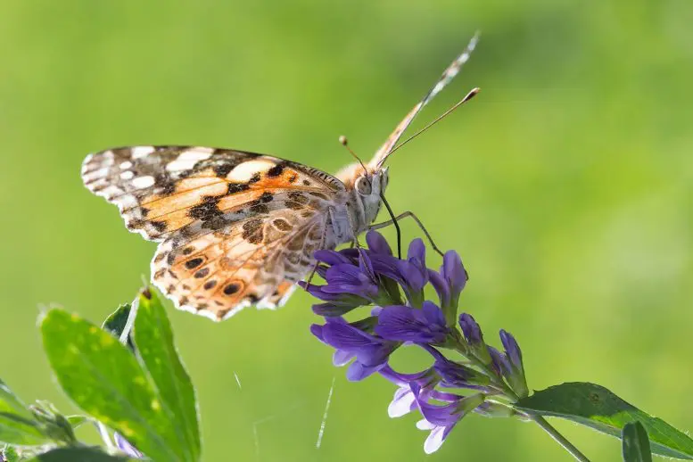 Painted Lady Butterfly