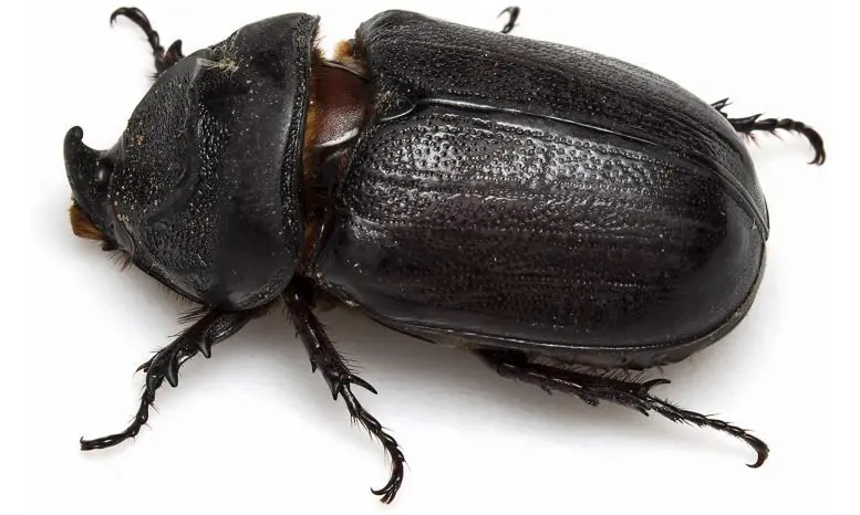 Rhinoceros Beetle