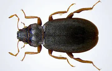 In Australia beetles walking upside down on the surface of the water found