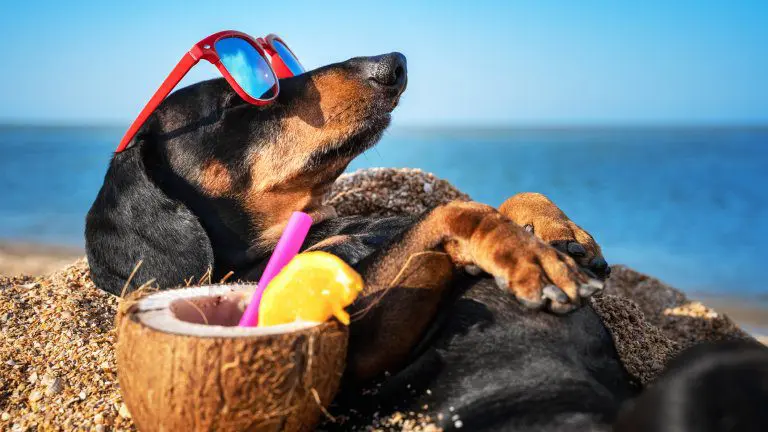 8 tips for protecting your dog during the heat