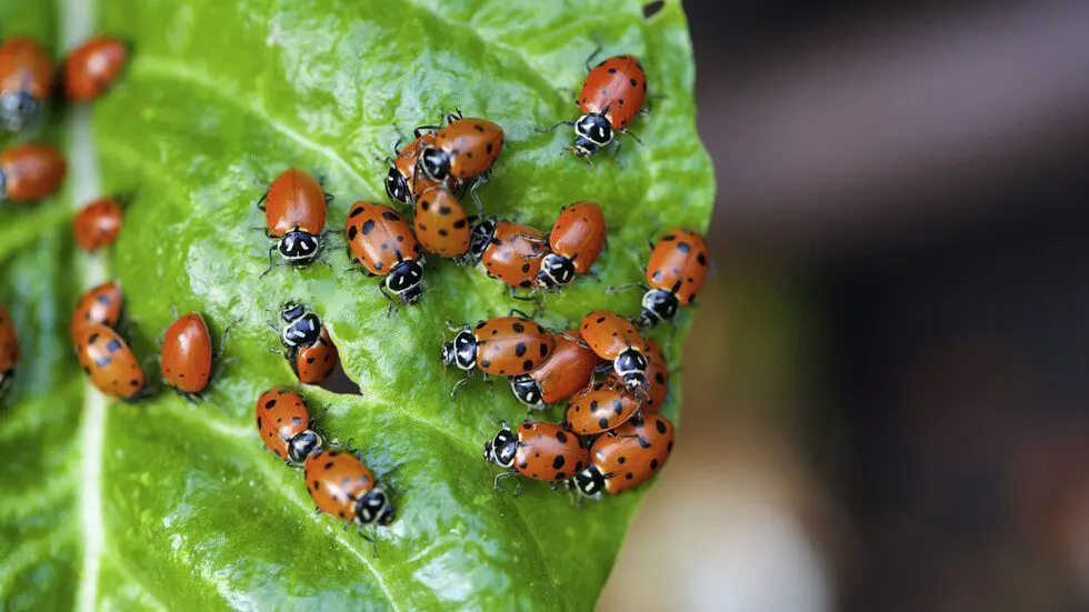 Invasion of ladybugs on the North Black Sea coast