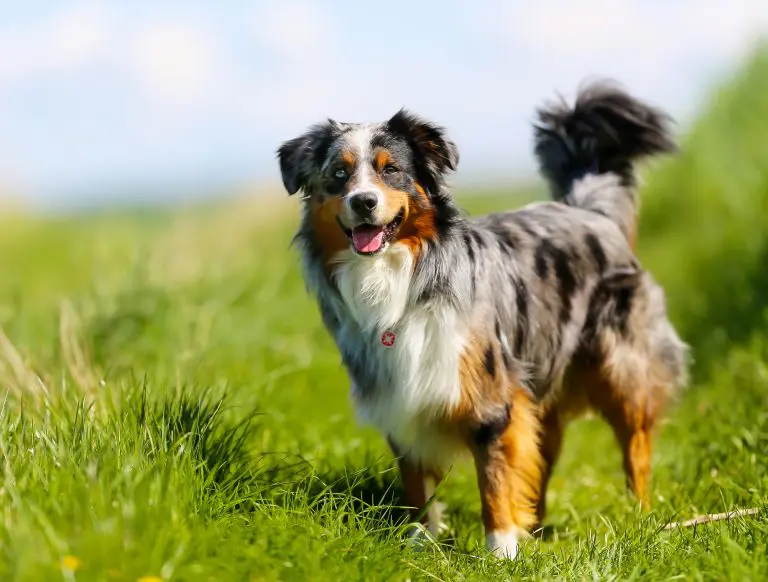 A “versatile” Australian Shepherd dog sold for a record price