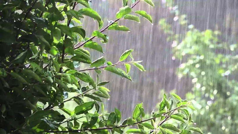 New idea to combat climate change: Planting trees across Europe will increase rainfall