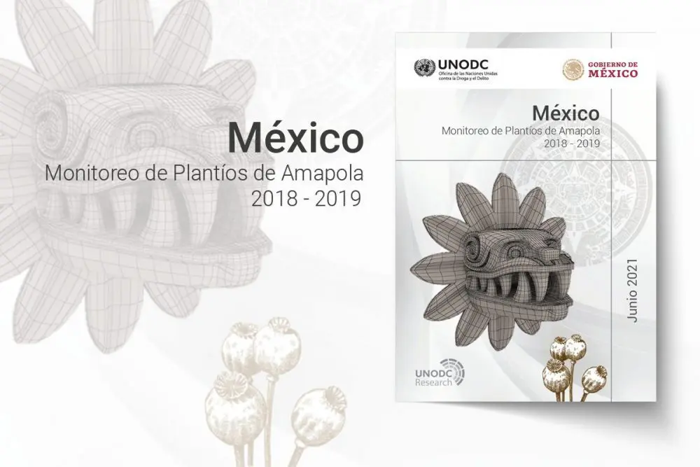 UNODC Report shows significant drop in opium poppy cultivation area in Mexico