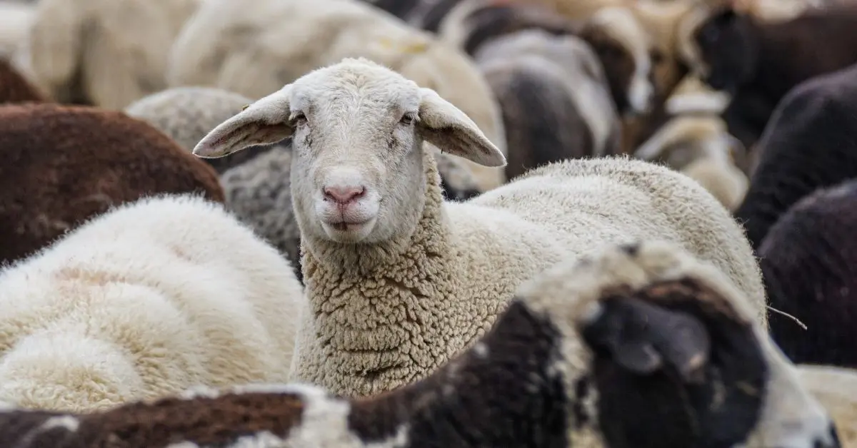 A New Zealand farmer has been convicted of mistreating his sheep