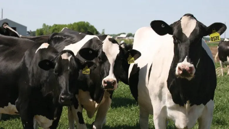 Microbes in the stomach of cattle may be the answer in the fight against plastic