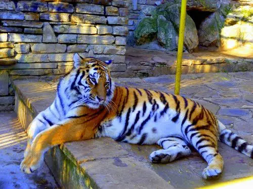 Is this the future? Zoo vaccinates animals against COVID