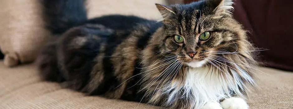 How to help your cat in the summer heat