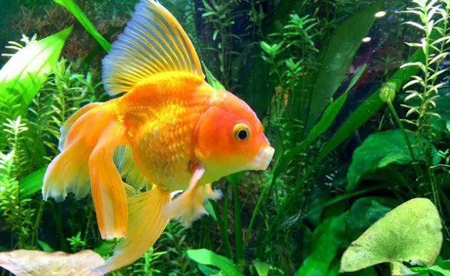 Warning of monstrous goldfish in the United States