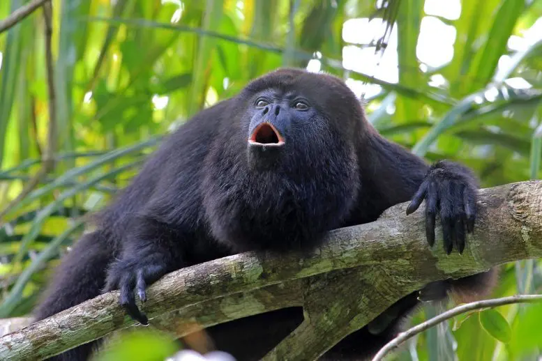 Black Howler Monkey