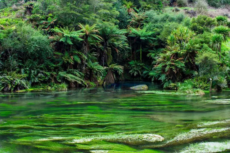 Green Plants Trees Algae