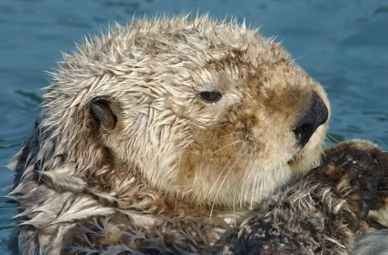 Otter Floating on Water