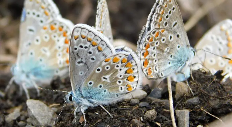 Polyommatus icarus Mud-Puddling