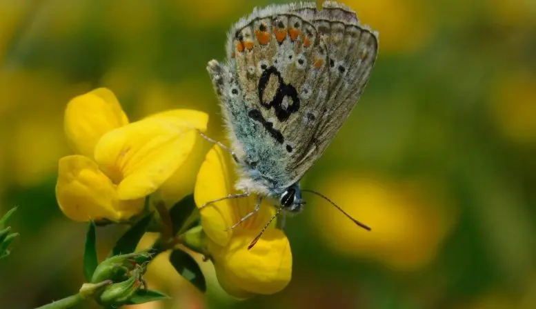 Polyommatus icarus on Birds Foot Trefoil