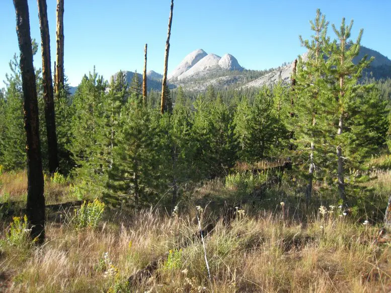 Sierra Lodgepole Pine 20 Years After Wildfire