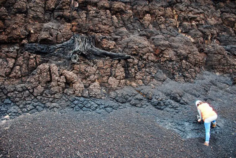 Tree Stump in lignite deposits