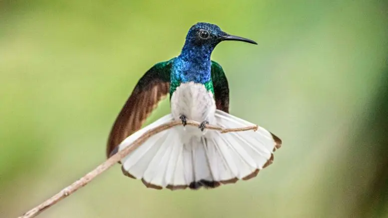 White-Necked Jacobin Hummingbird