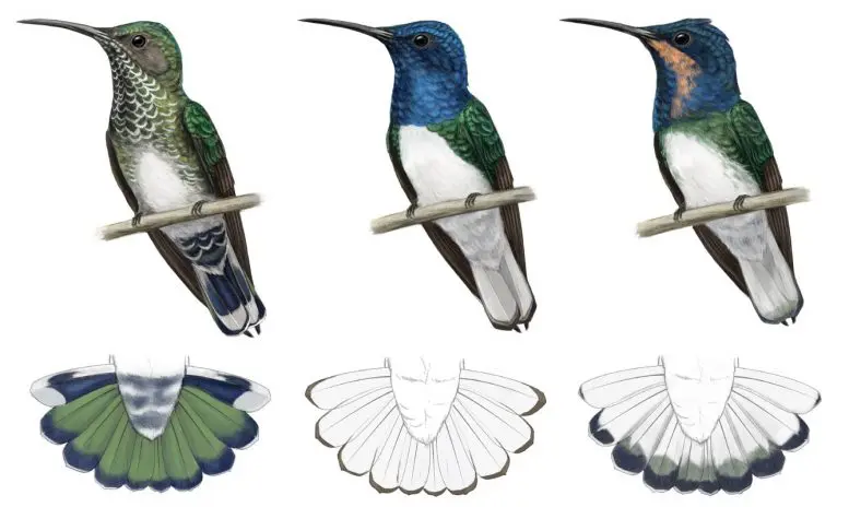 White-Necked Jacobin Plumage