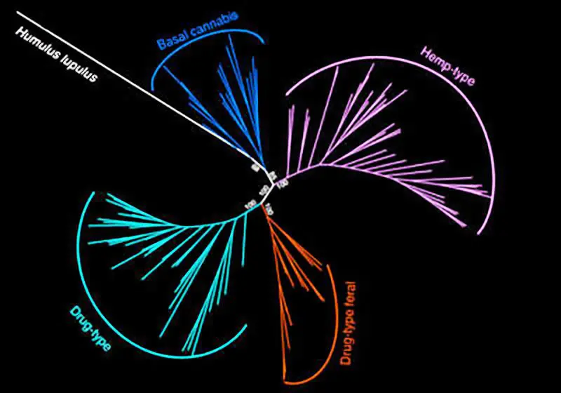 The Chinese were the first to cultivate cannabis 12 thousand years ago.