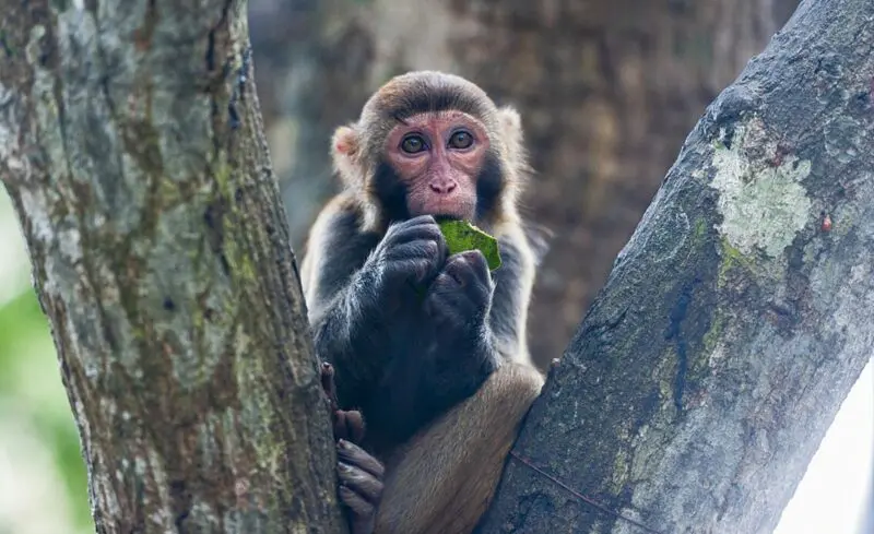 China first human infection case with Monkey B Virus dies of the virus