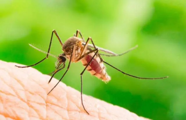 Global warming makes mosquitoes more dangerous