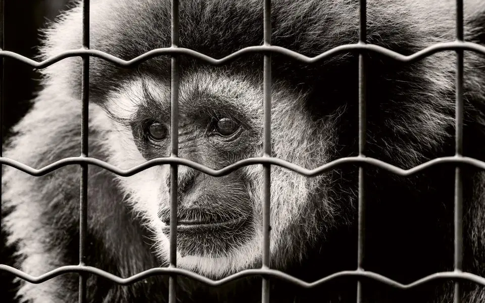 Power of Prayer and Positive Intention – For the Animals