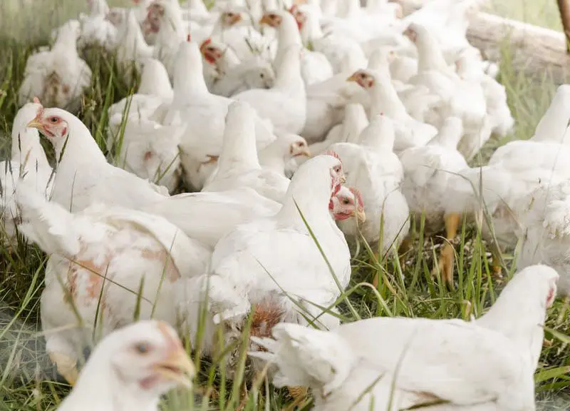 Legal challenge over Government’s failure to prevent use of fast-growing of chicken