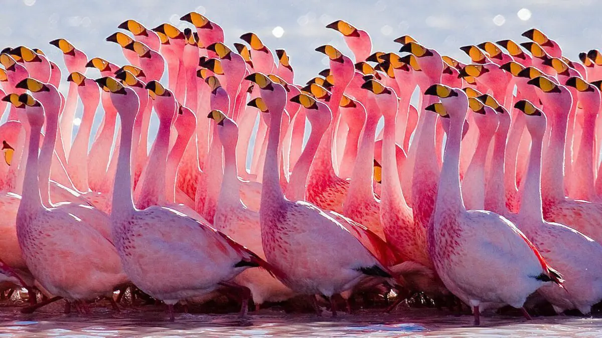 Hundreds of flamingos died in a dried-up lake
